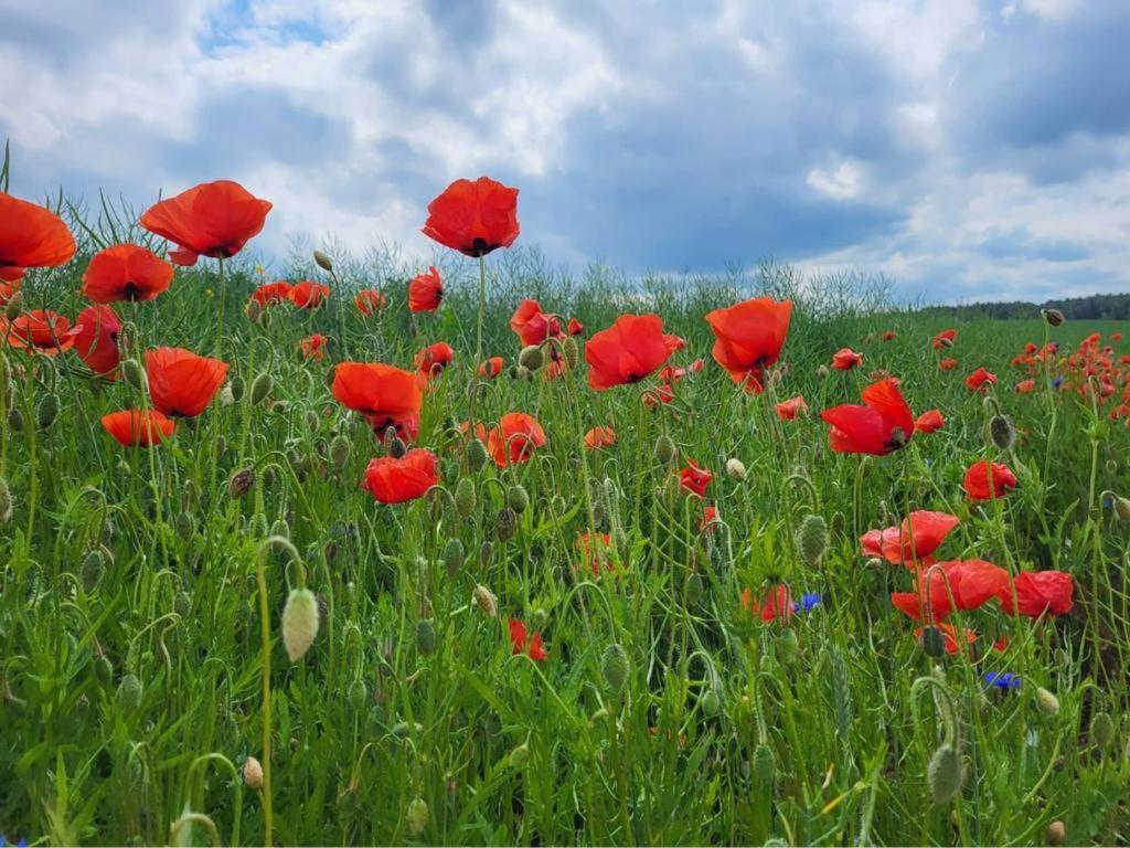Gizycko-Przerwanki Domki Widok Na Mazury Kültér fotó