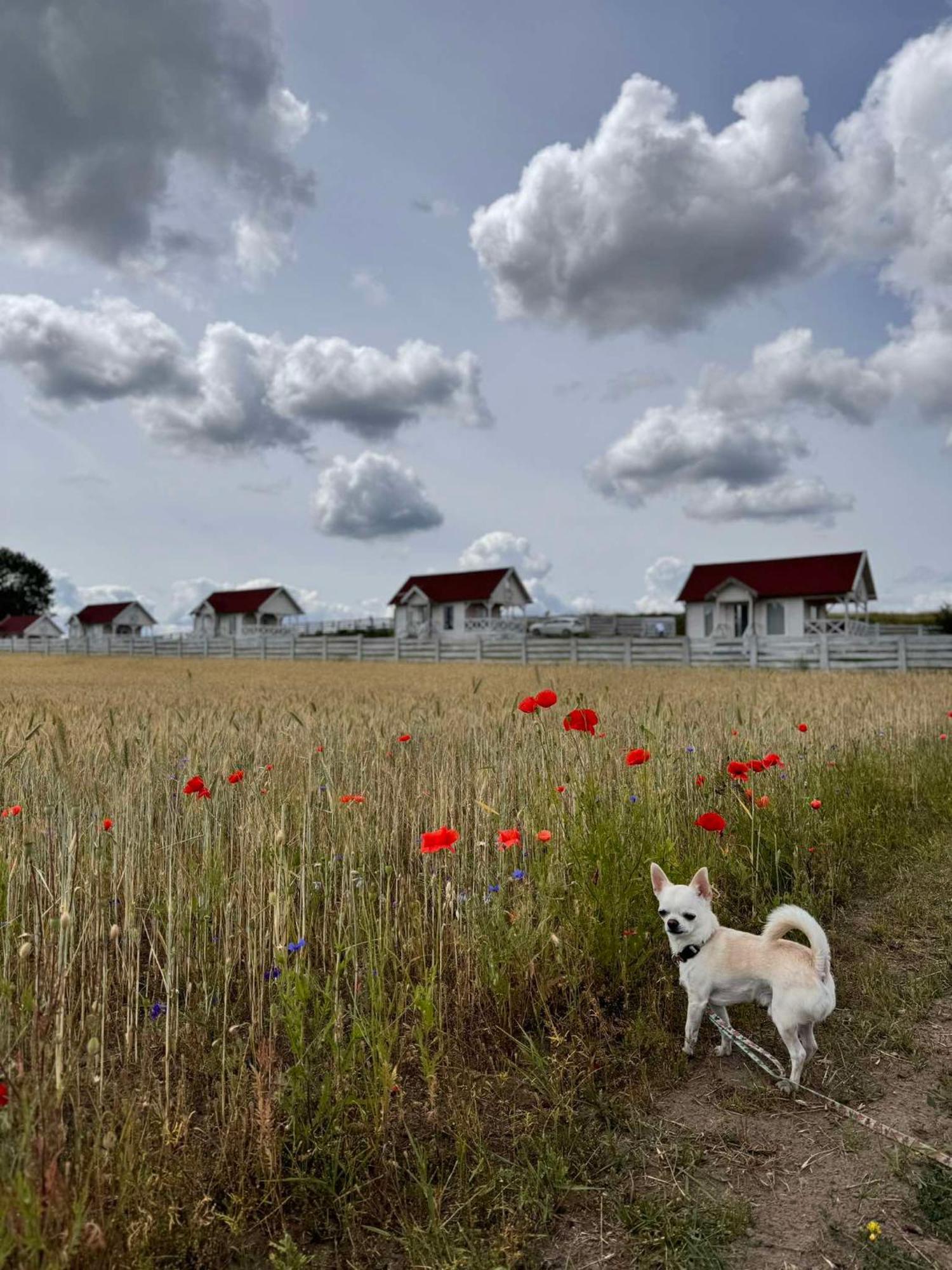 Gizycko-Przerwanki Domki Widok Na Mazury Kültér fotó